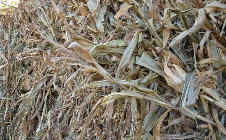 秋收后，秸稈成為農民處理難題