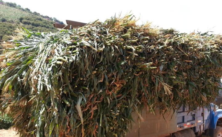 武漢農作物秸稈