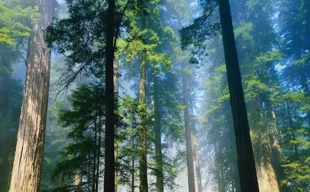 玉米秸稈燃料常見四大誤區(qū)，你知道嗎？