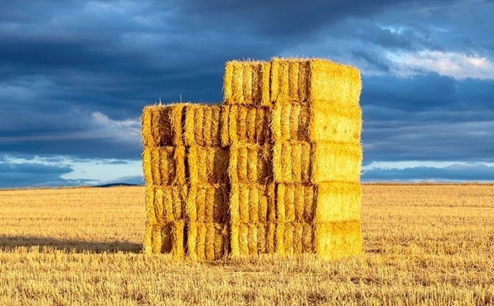 玉米秸稈生物質(zhì)圖片 玉米秸稈生物質(zhì)圖片