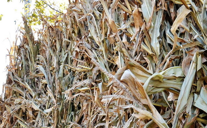 生物質秸稈 生物質秸稈