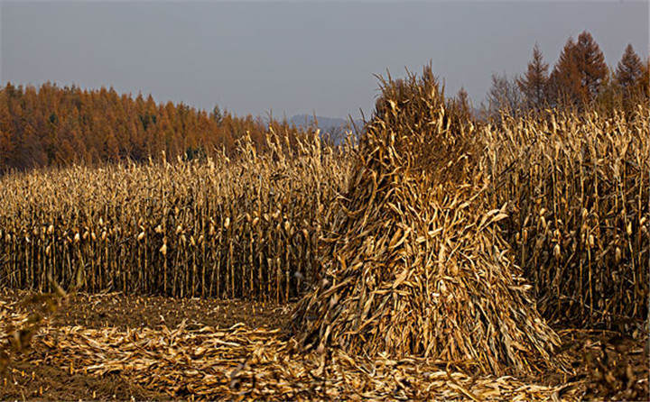 黑龍江省海倫市用于秸稈綜合利用共投入1.6億元,加快玉米秸稈顆粒機(jī)的使用 黑龍江省海倫市用于秸稈綜合利用共投入1.6億元,加快玉米秸稈顆粒機(jī)的使用