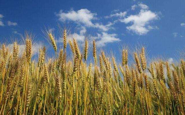 三夏收獲季節農作物秸稈