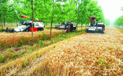 收割過后的小麥秸稈 收割過后的小麥秸稈