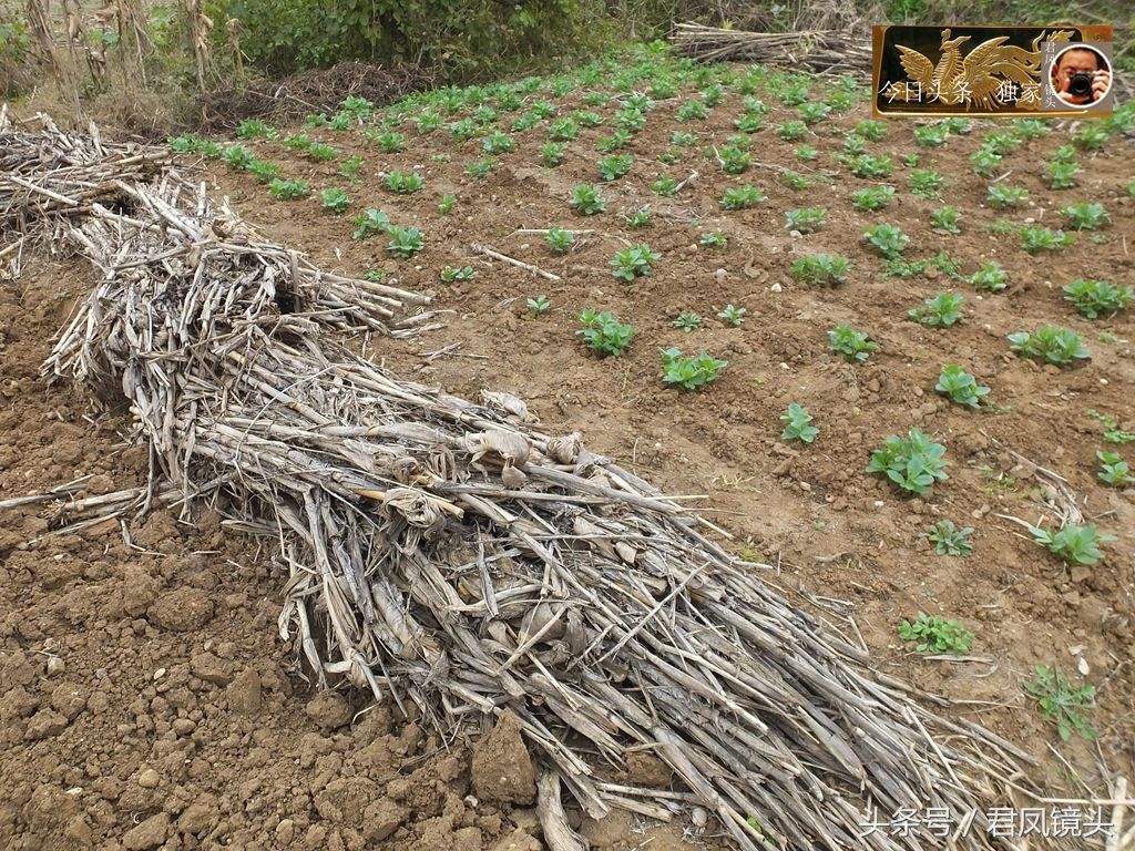 秸稈被亂堆亂放 秸稈被亂堆亂放