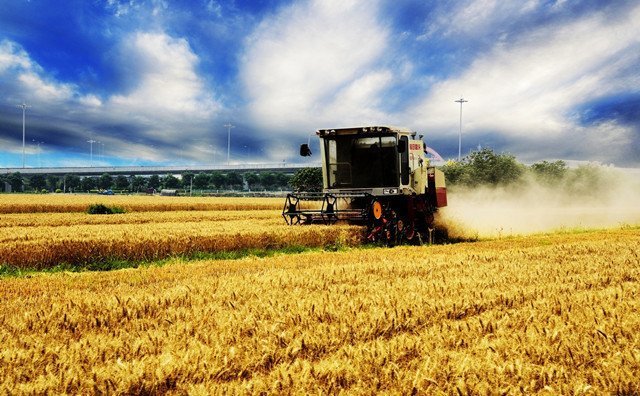 麥收圖片 麥收圖片