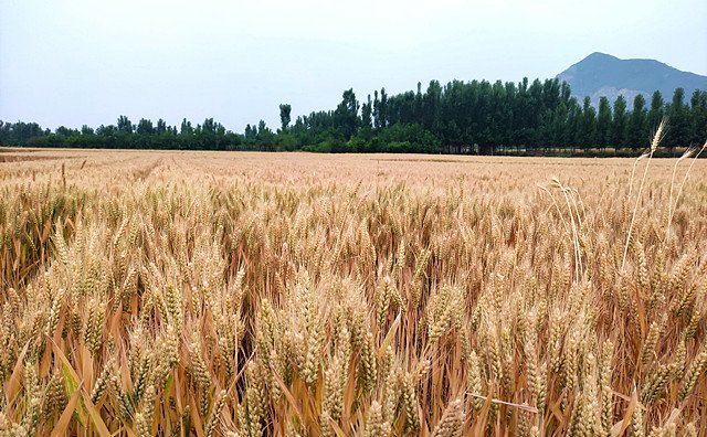 江蘇徐州秸稈 江蘇徐州秸稈