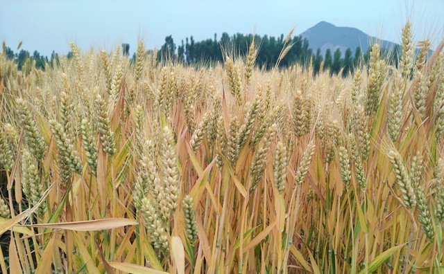 上海市出臺秸稈補貼新舉措，每噸補貼300元