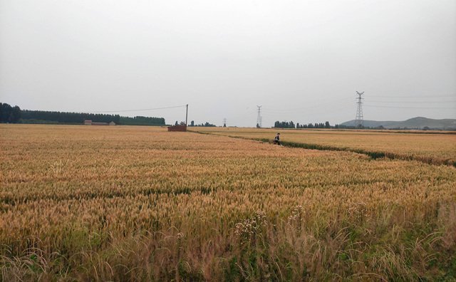 湖北省武漢市2021年度農(nóng)作物秸稈綜合利用實施方案來啦~~~內(nèi)含補貼金額 湖北省武漢市2021年度農(nóng)作物秸稈綜合利用實施方案來啦~~~內(nèi)含補貼金額