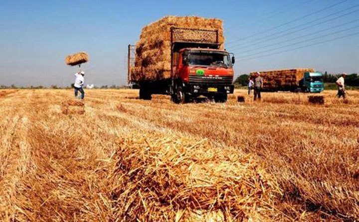 甘肅靈臺(tái)農(nóng)作物秸稈 甘肅靈臺(tái)農(nóng)作物秸稈