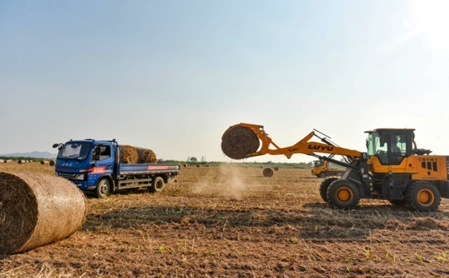 在宿松縣各村高粱種植基地里，村民們搶抓農(nóng)時收割高粱，田間地頭一派繁忙景象