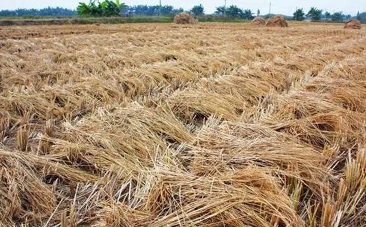 “用則利、棄則害”,秸稈資源是一把雙刃劍 “用則利、棄則害”,秸稈資源是一把雙刃劍