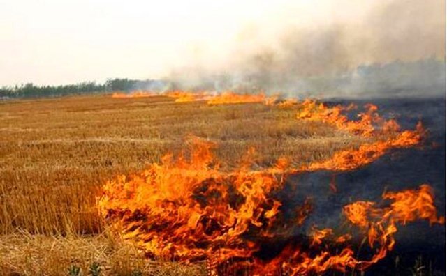 焚燒秸稈 焚燒秸稈