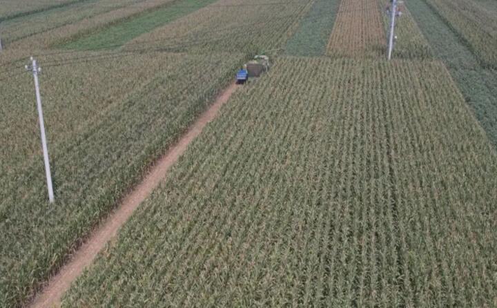 菏澤成武玉米秸稈回收 “草垛垛” 變身 “香餑餑”