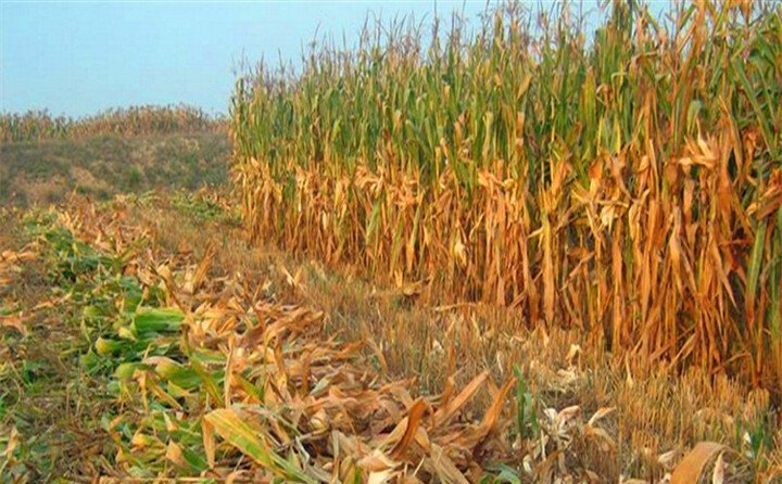 燙手山芋”變身“資源明星”