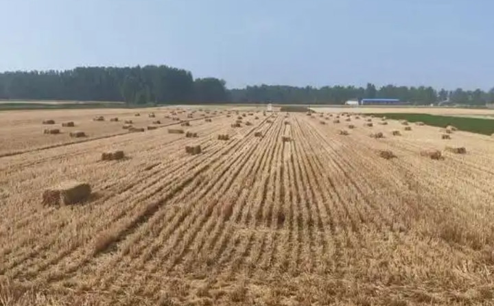 社旗縣下洼鎮：變“廢”為“寶”探新路 秸稈“五化”助振興